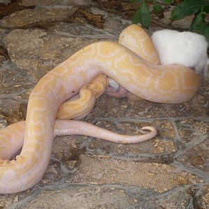Albino tiger python eating a rabbit