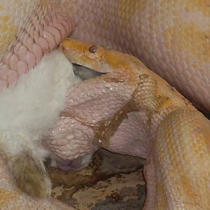 Albino tiger python eating a rabbit