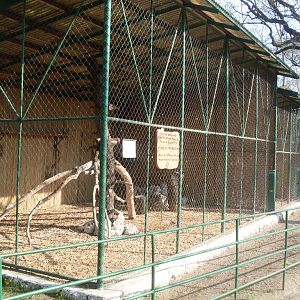 Peregrine falcon exhibit