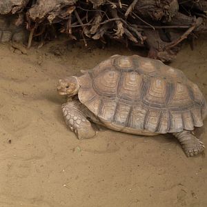 African spurred tortoise
