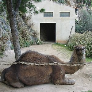 Jardin Animalier 2005 - Arabian Camel enclosure