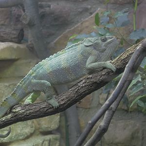 Mellors chameleon