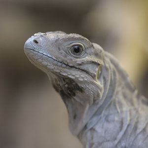 Rhinoceros iguana