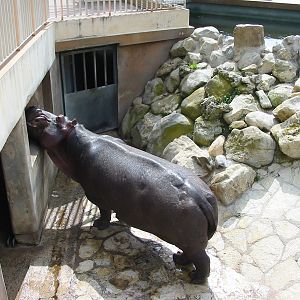 Jardin Animalier 2005 - Hippopotamus