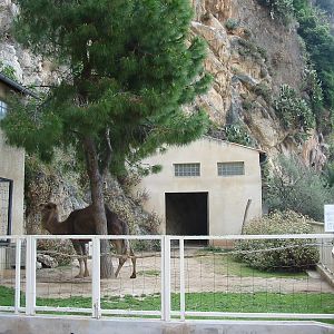 Jardin Animalier 2005 - Arabian Camel enclosure
