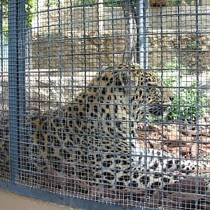 Jardin Animalier 2005 - Leopard