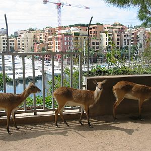 Jardin Animalier 2005 - Red Lechwe