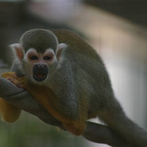 evil-looking squirrel monkey