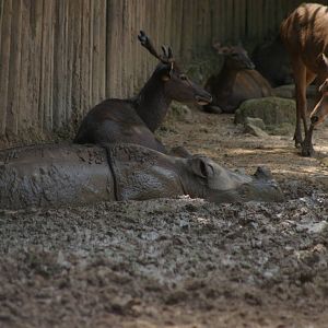 Sumatran rhino and sambar