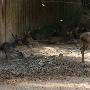 Sumatran rhino and sambar