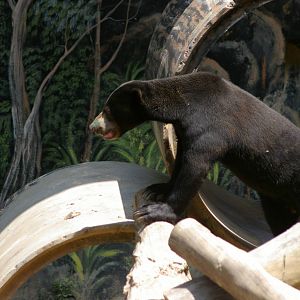 sun bear