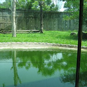 tiger enclosure through the viewing window