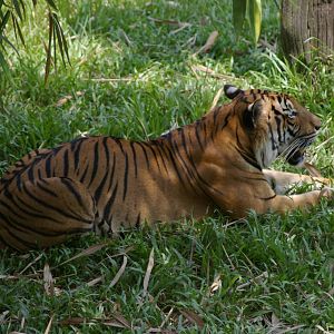 Malayan tiger