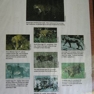 tiger subspecies signage