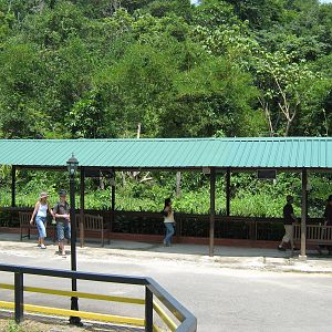 public viewing area in front of the gibbon island