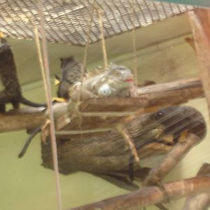 Red-handed Tamarins and Iguana