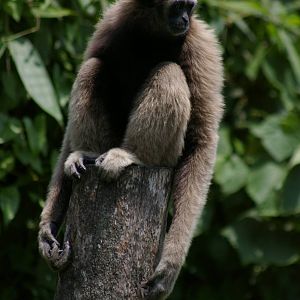 Bornean gibbon (Hylobates muelleri)