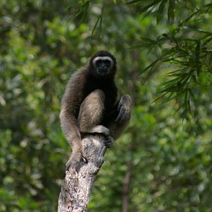 Bornean gibbon (Hylobates muelleri)