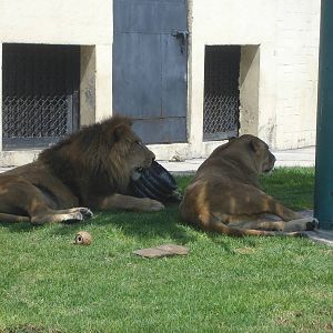 African Lions