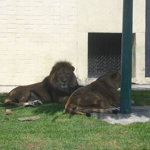 African Lions