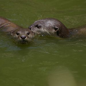 smooth-coated otters (Lutrogale perspicillata)