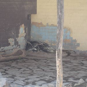 African Crested Porcupine