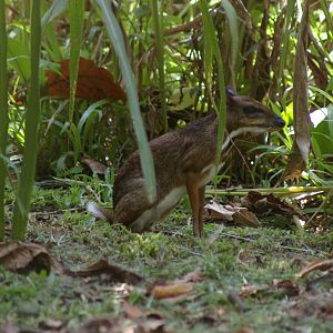 lesser mouse deer (Tragulus kanchil)