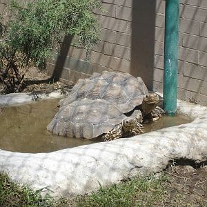 African Spurred Tortoises