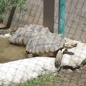 African Spurred Tortoises
