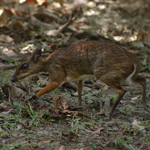lesser mouse deer (Tragulus kanchil)