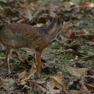 lesser mouse deer (Tragulus kanchil)