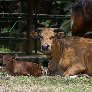 tembadau (Bos javanicus)
