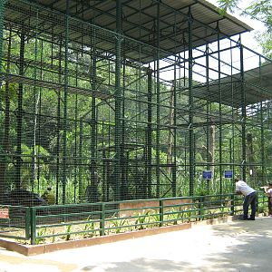 proboscis monkey cage