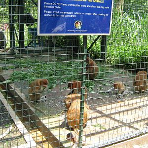 proboscis monkeys feeding