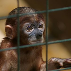 baby proboscis monkey