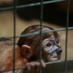baby proboscis monkey