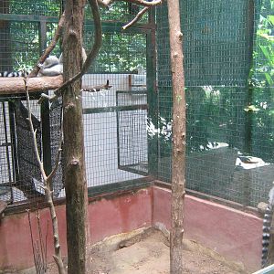 ring-tailed lemur cage