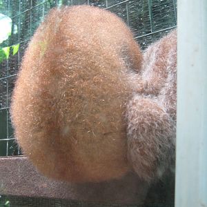 slow lorises asleep on the wire of their cage