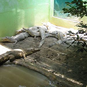 estuarine crocodiles (Crocodylus porosus)