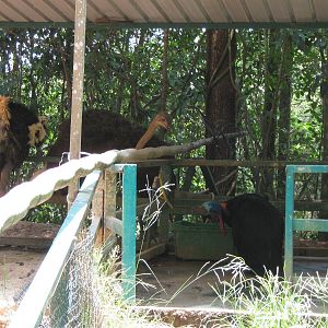 ostrich and cassowary in adjoining enclosures