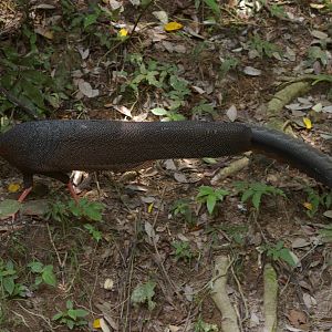 argus pheasant (Argusianus argus)