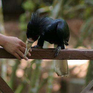 wreathed hornbill (Aceros undulatus)