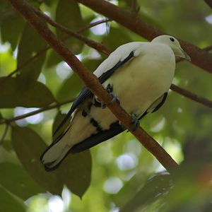 pied imperial pigeon (Ducula bicolor)