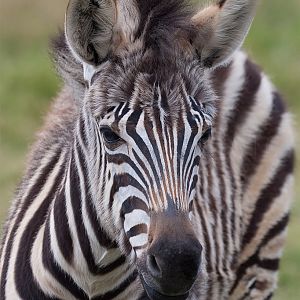 Zebra