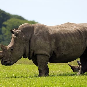 White Rhinoceros