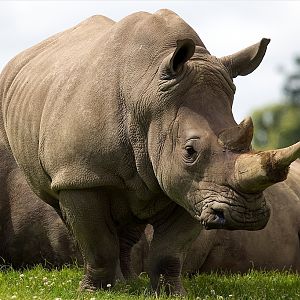 White Rhinoceros