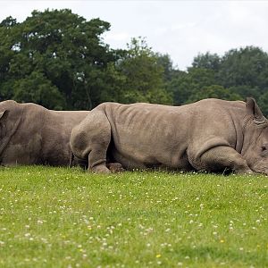 White Rhinoceros