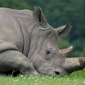 White Rhinoceros