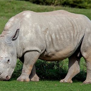 White Rhinoceros