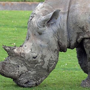 White Rhinoceros